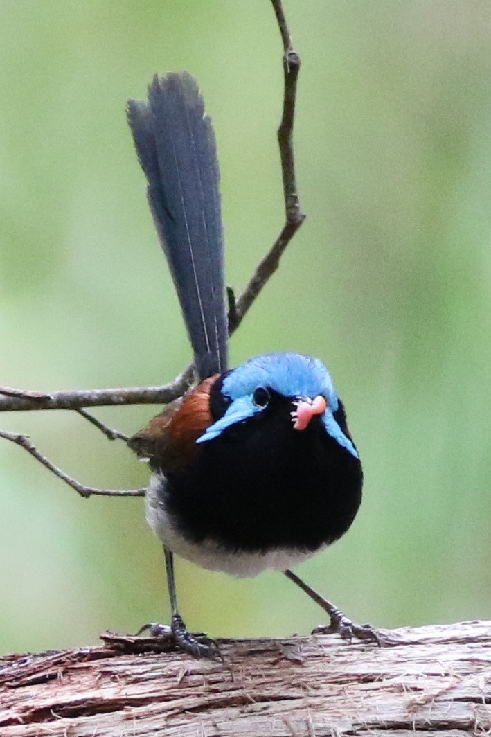 Red-winged Fairywren - ML632736141