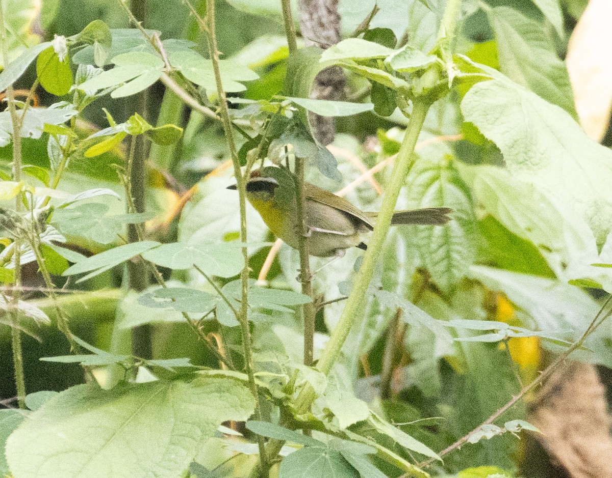 Rufous-capped Warbler (rufifrons Group) - ML632736177