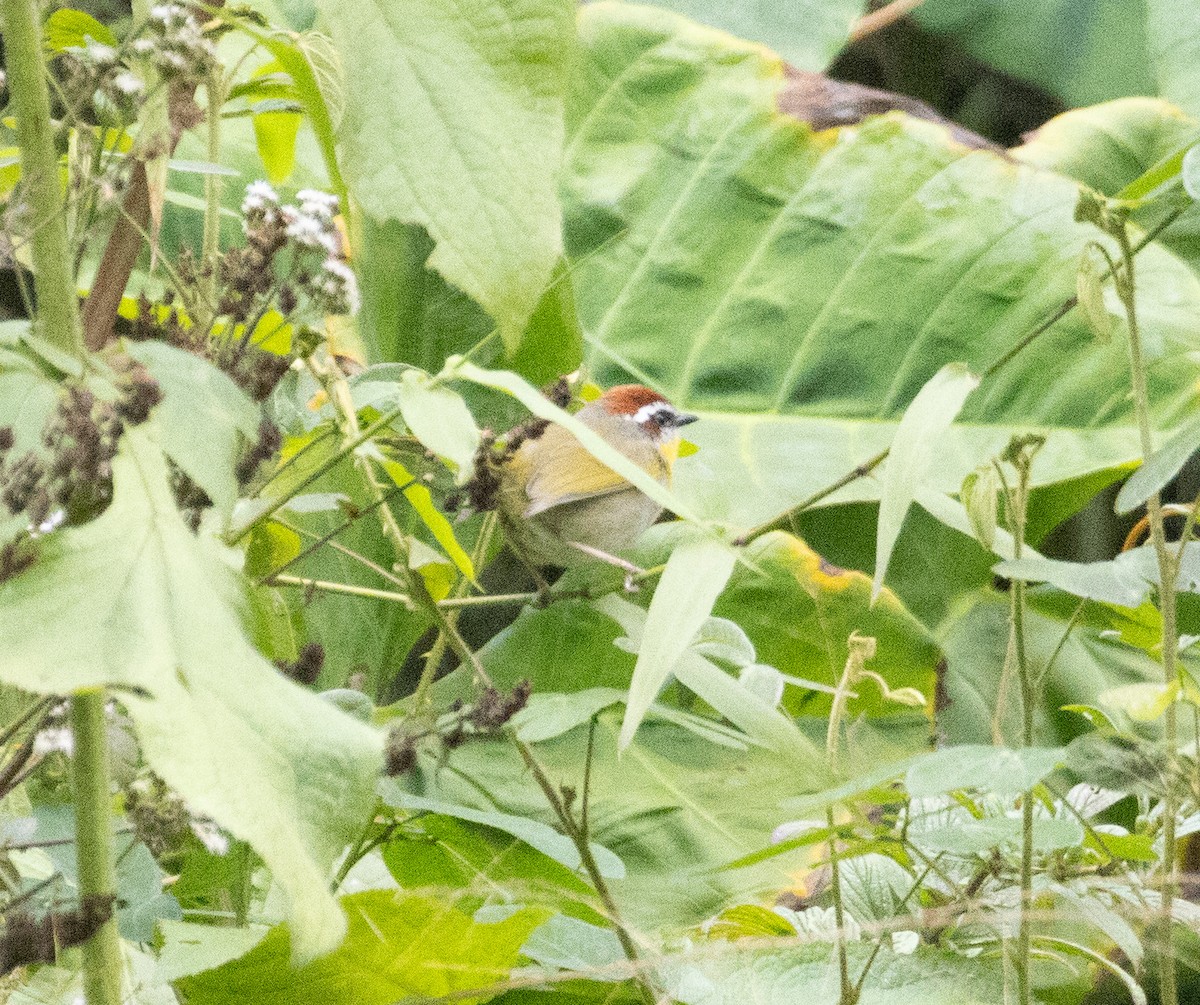 Rufous-capped Warbler (rufifrons Group) - ML632736178