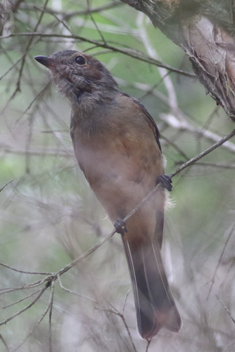 Golden Whistler - ML632736208