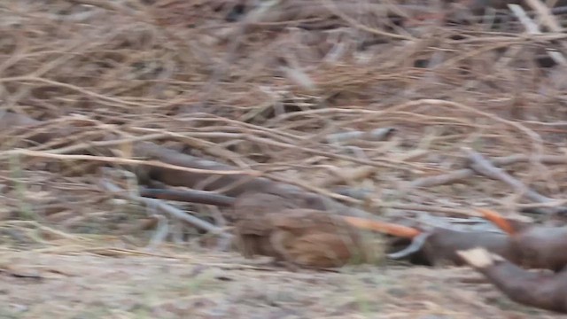 Rock Bush-Quail - ML632736430