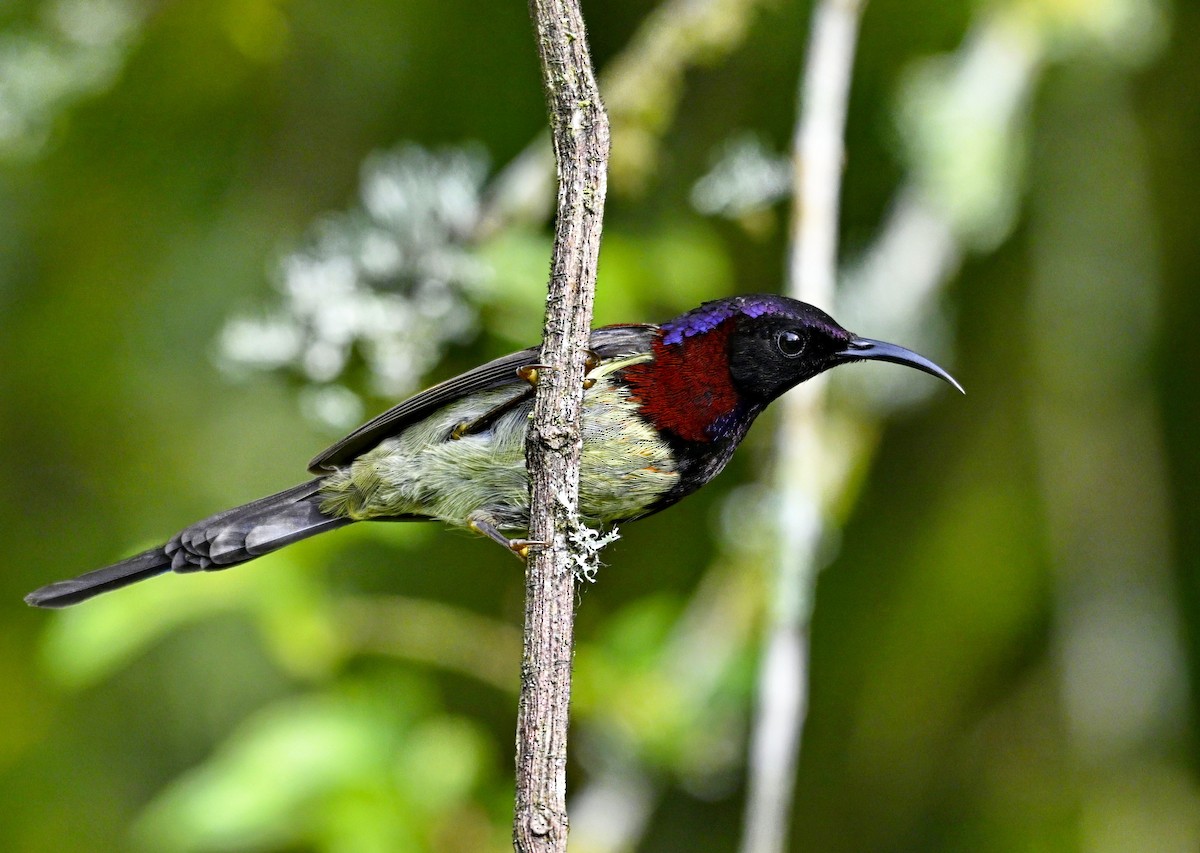 Black-throated Sunbird - ML632736615