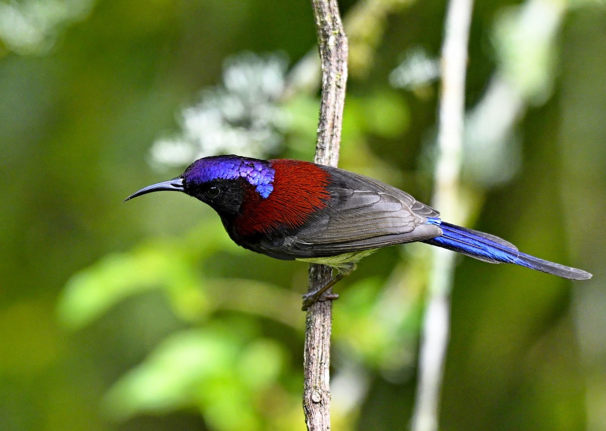 Black-throated Sunbird - ML632736616