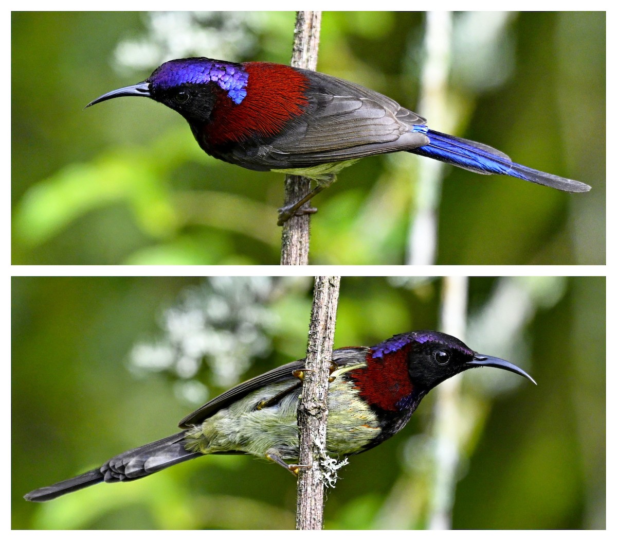Black-throated Sunbird - ML632736617