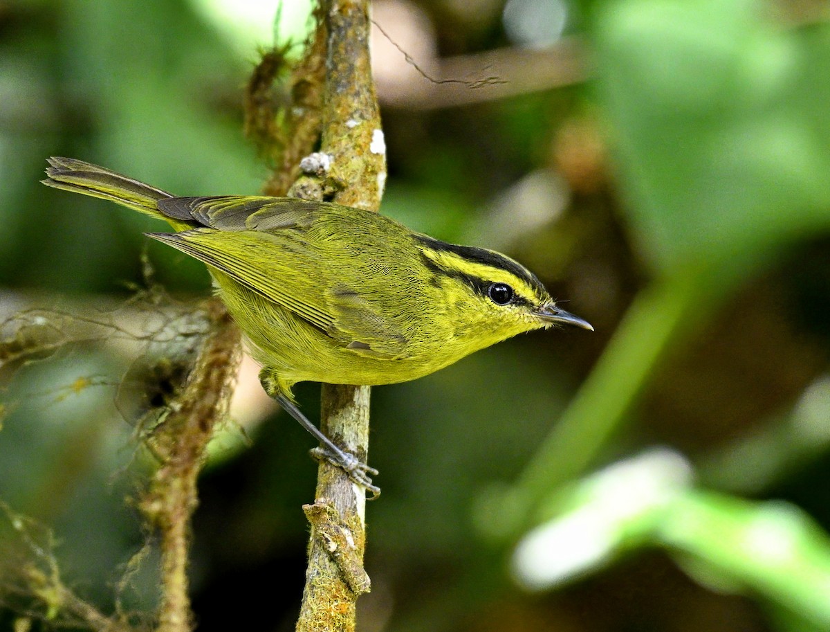 Mountain Leaf Warbler - ML632736628