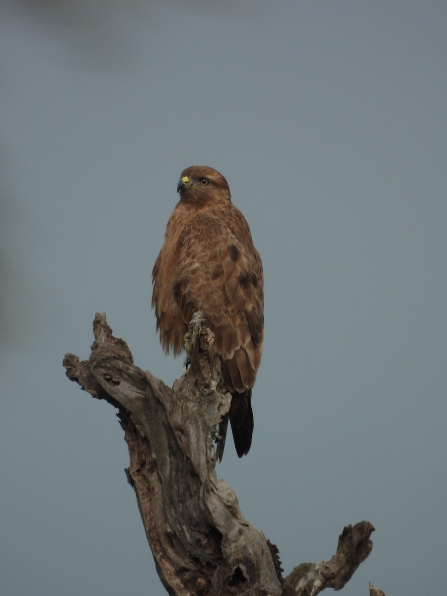 Common Buzzard - ML632736641