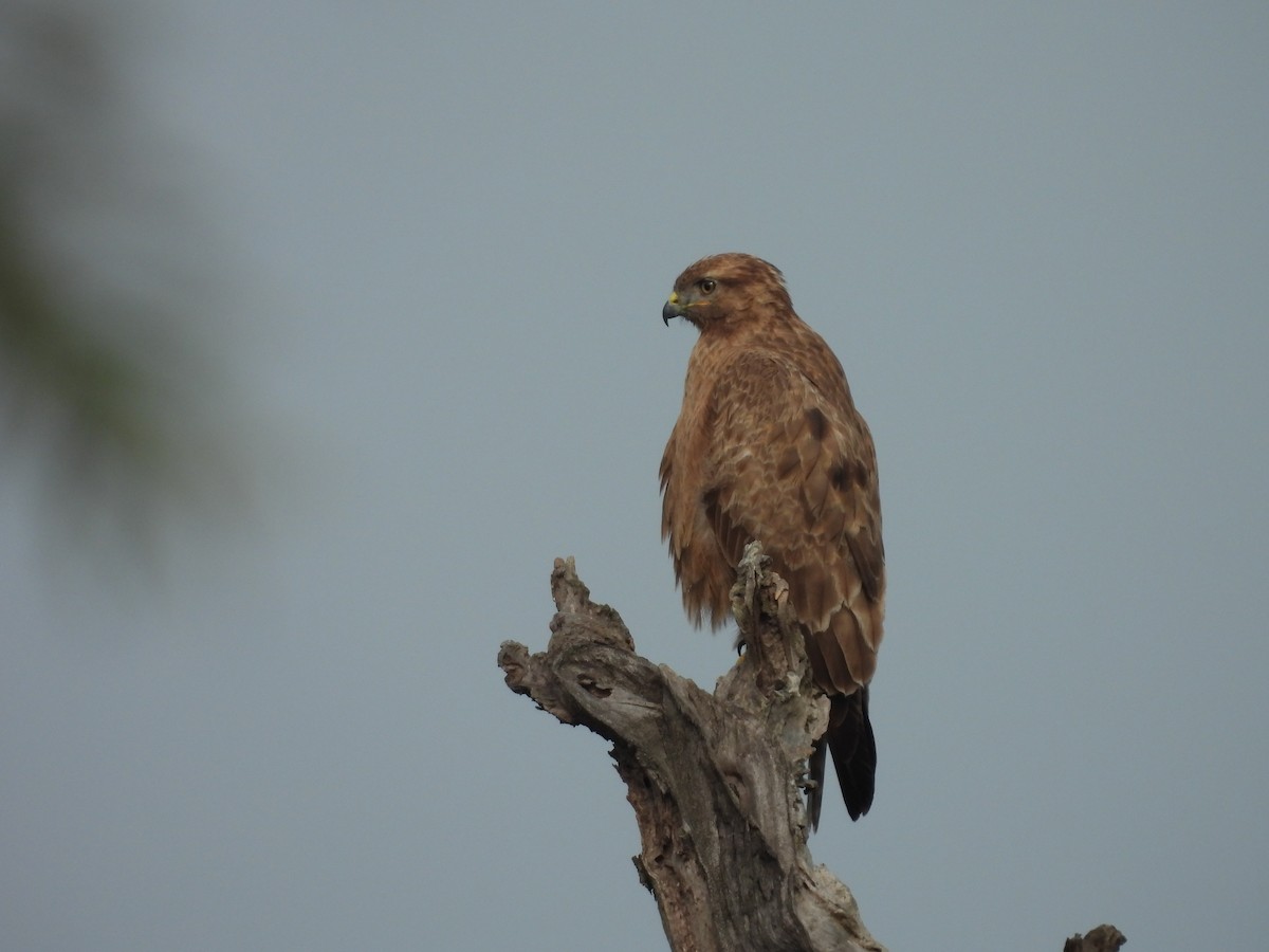 Common Buzzard - ML632736642