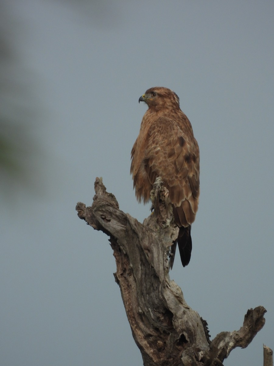 Common Buzzard - ML632736643