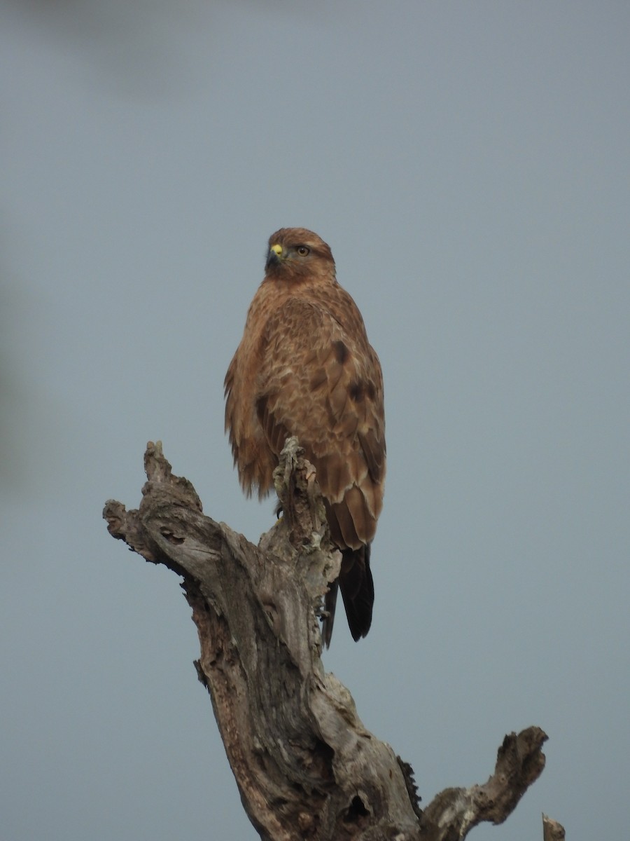 Common Buzzard - ML632736644
