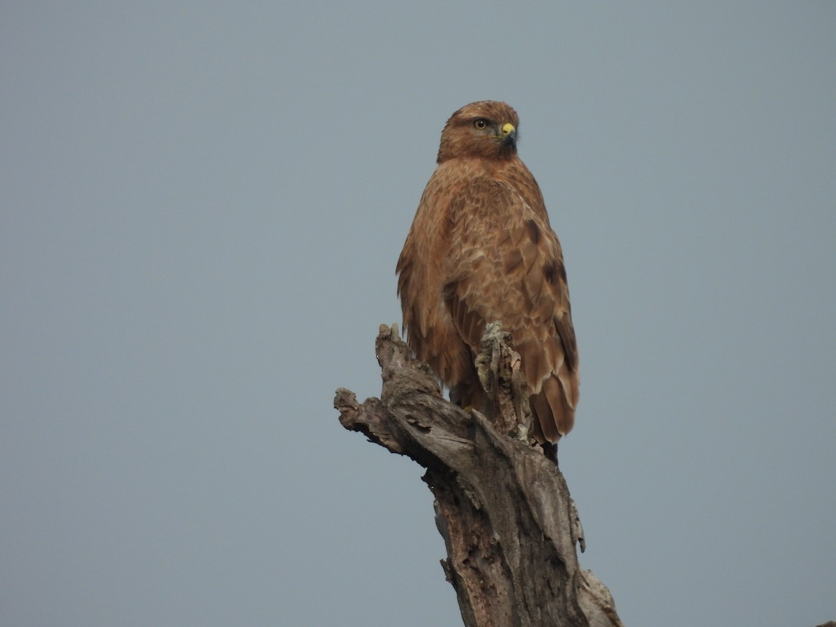 Common Buzzard - ML632736645