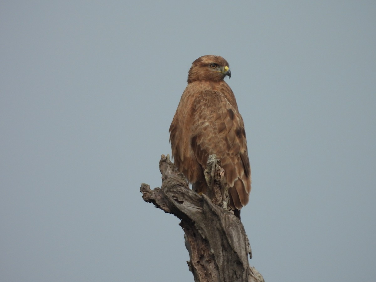 Common Buzzard - ML632736646