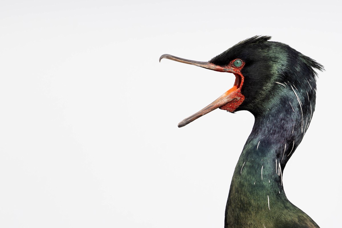 Pelagic Cormorant - ML632736702