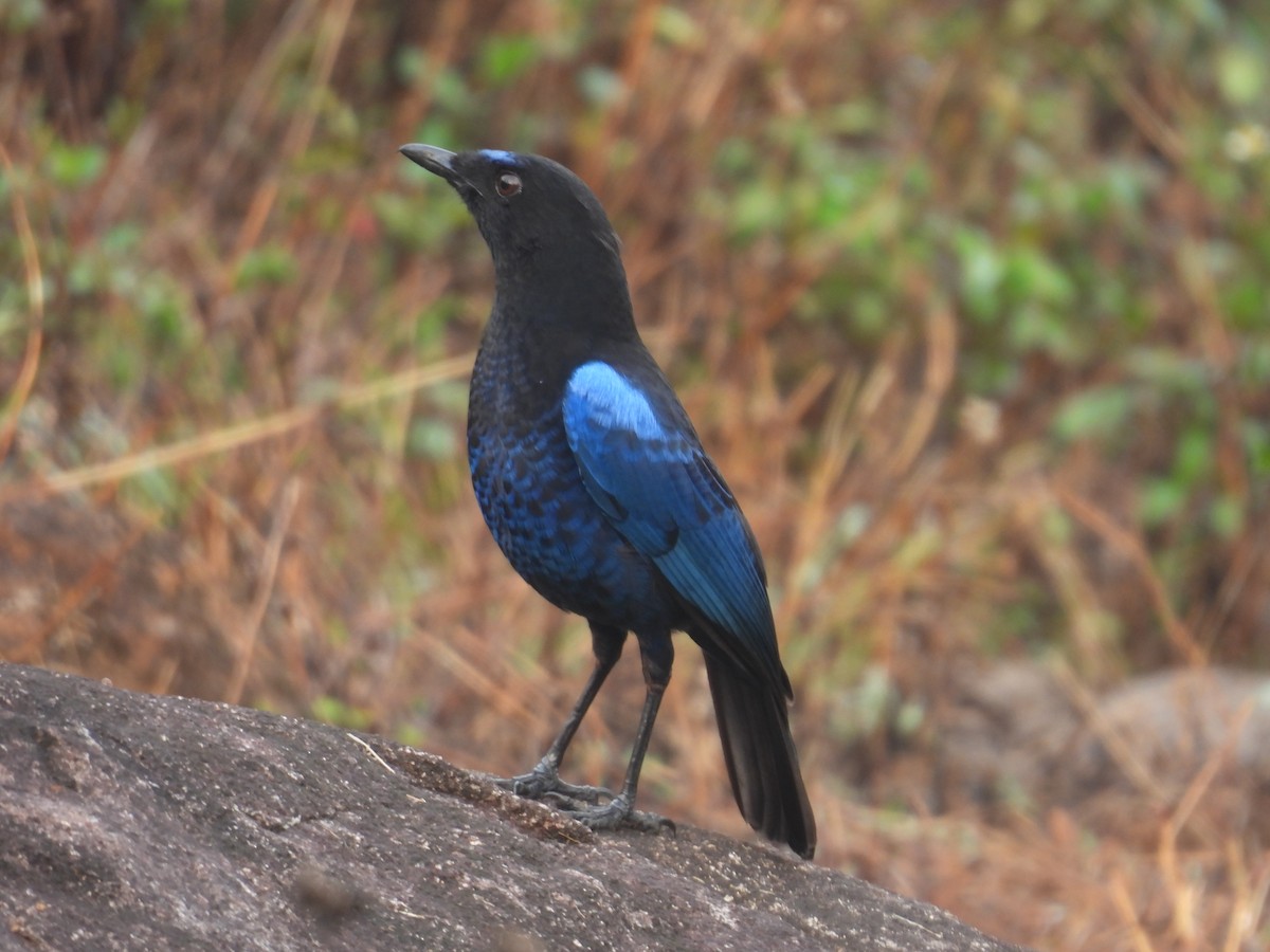Malabar Whistling-Thrush - ML632736728