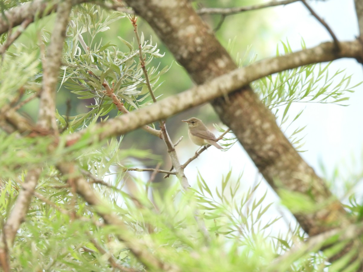 Booted Warbler - ML632736778