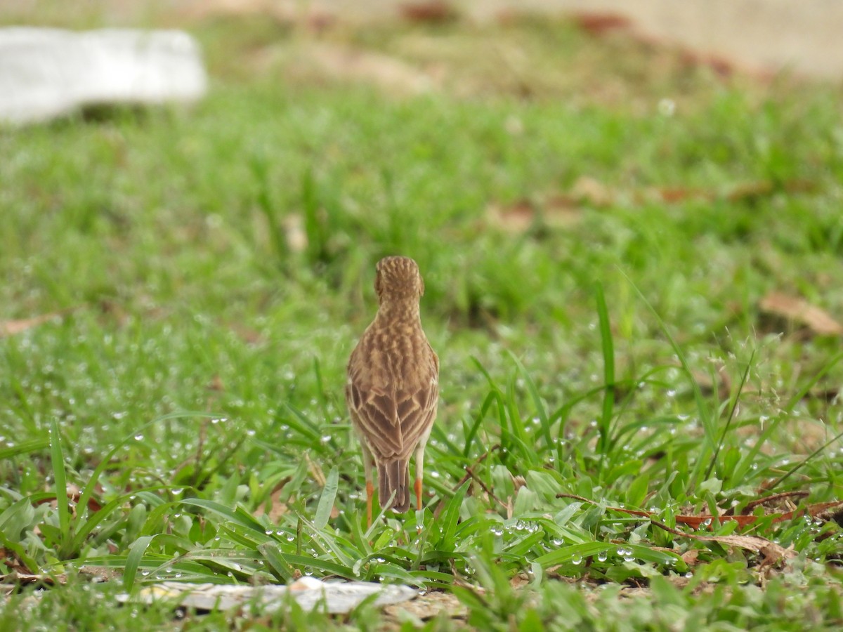 Paddyfield Pipit - ML632736811