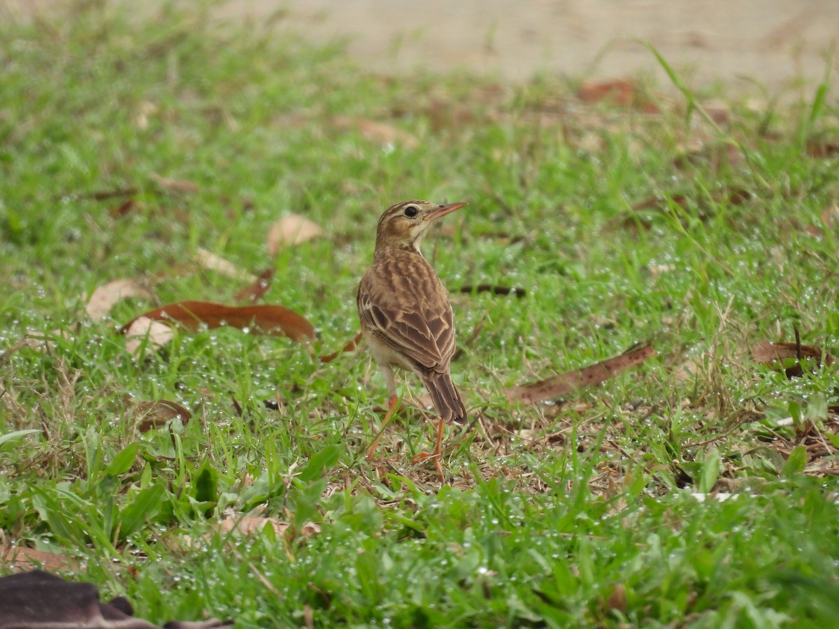 Paddyfield Pipit - ML632736813