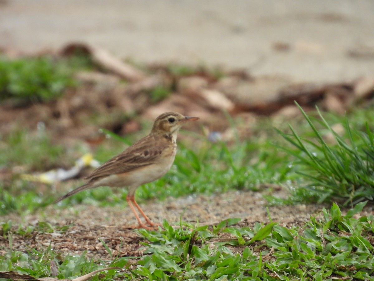 Paddyfield Pipit - ML632736814