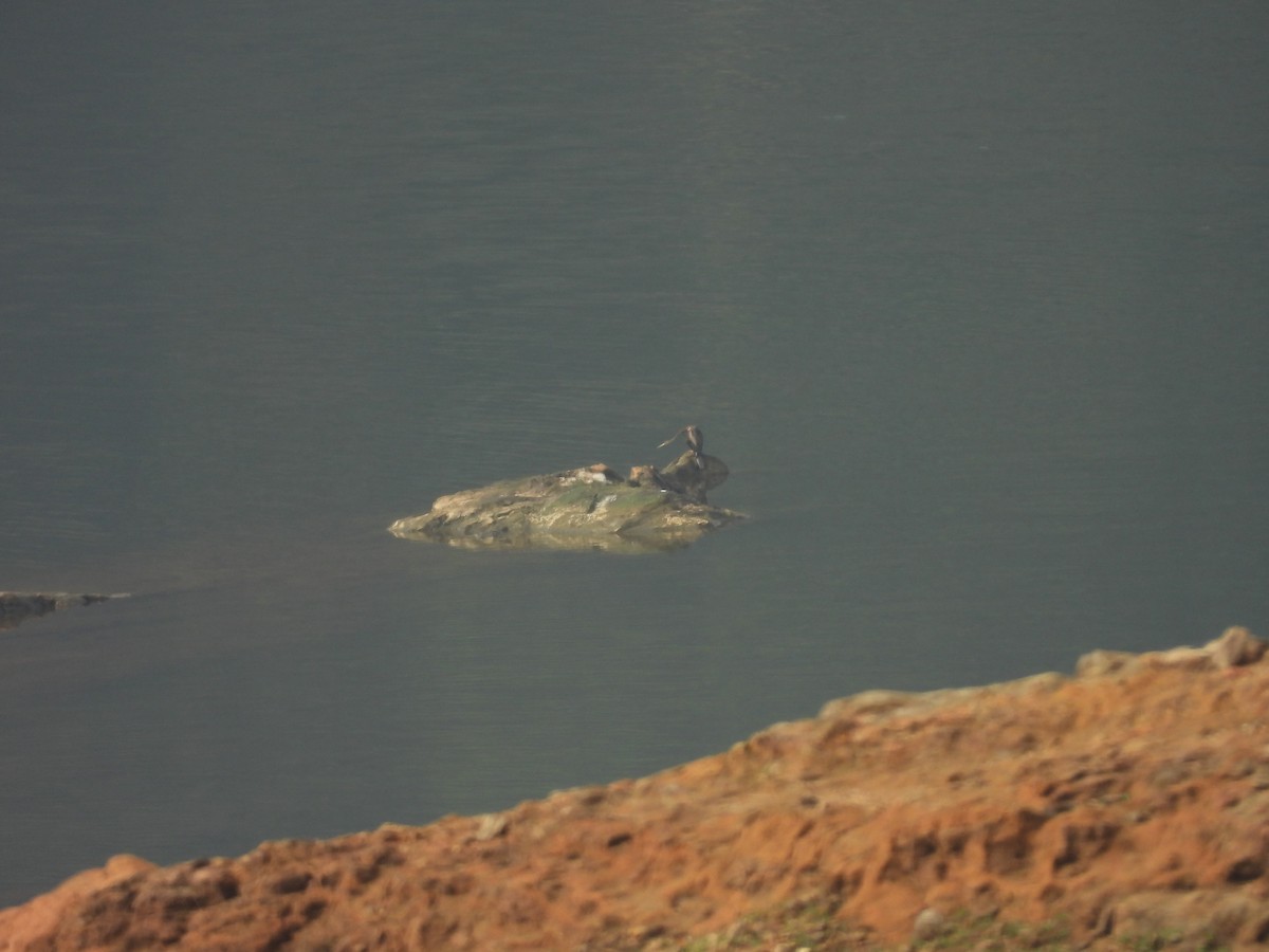 Oriental Darter - ML632736885