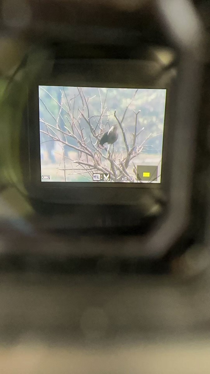 Glossy Ibis - ML632736925