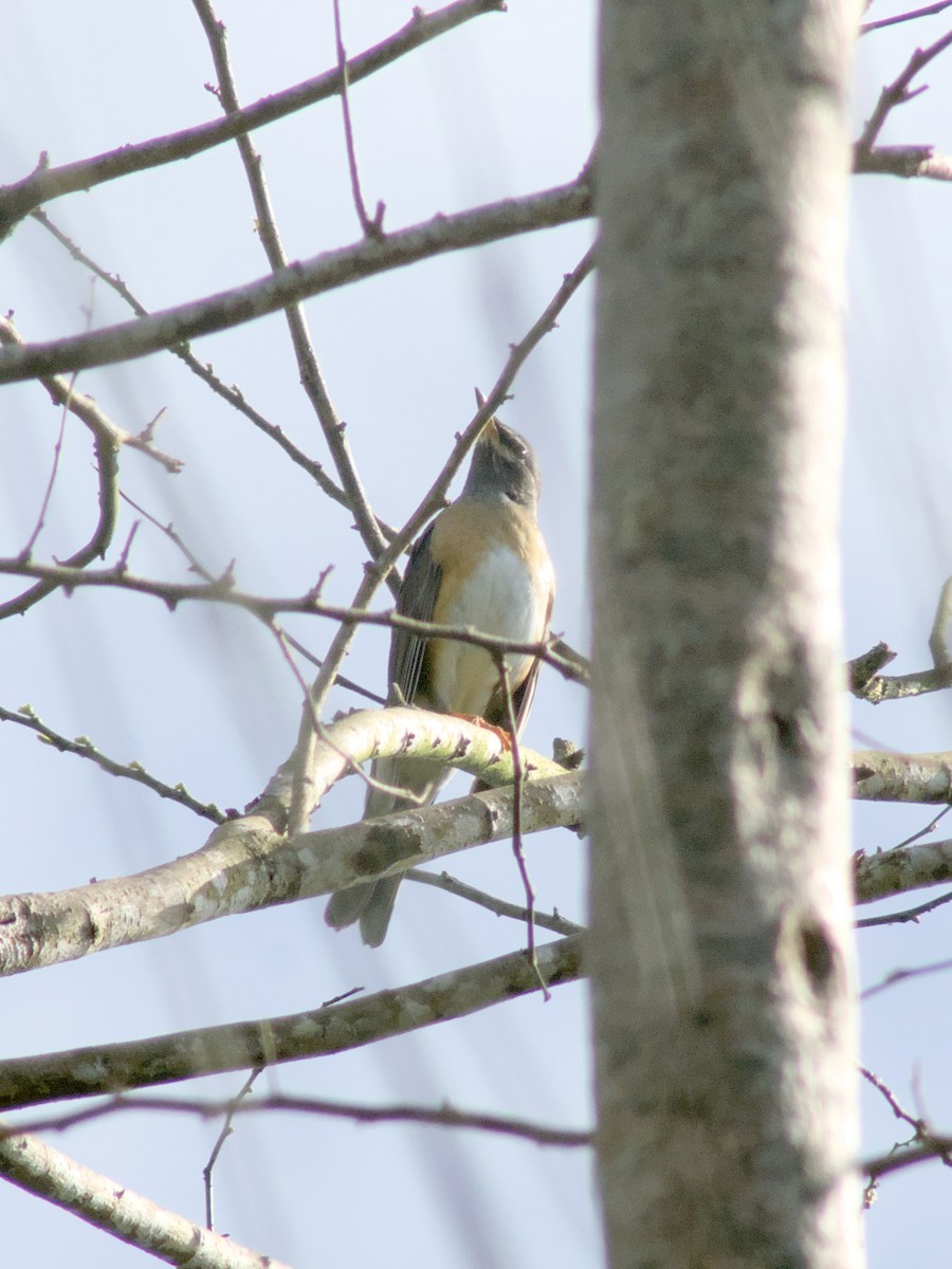 Eyebrowed Thrush - ML632736949