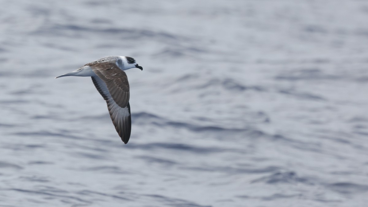 White-necked Petrel - ML632737016