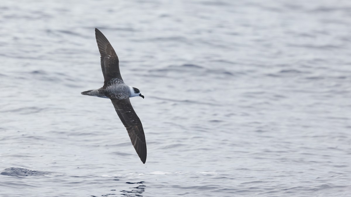 White-necked Petrel - ML632737019