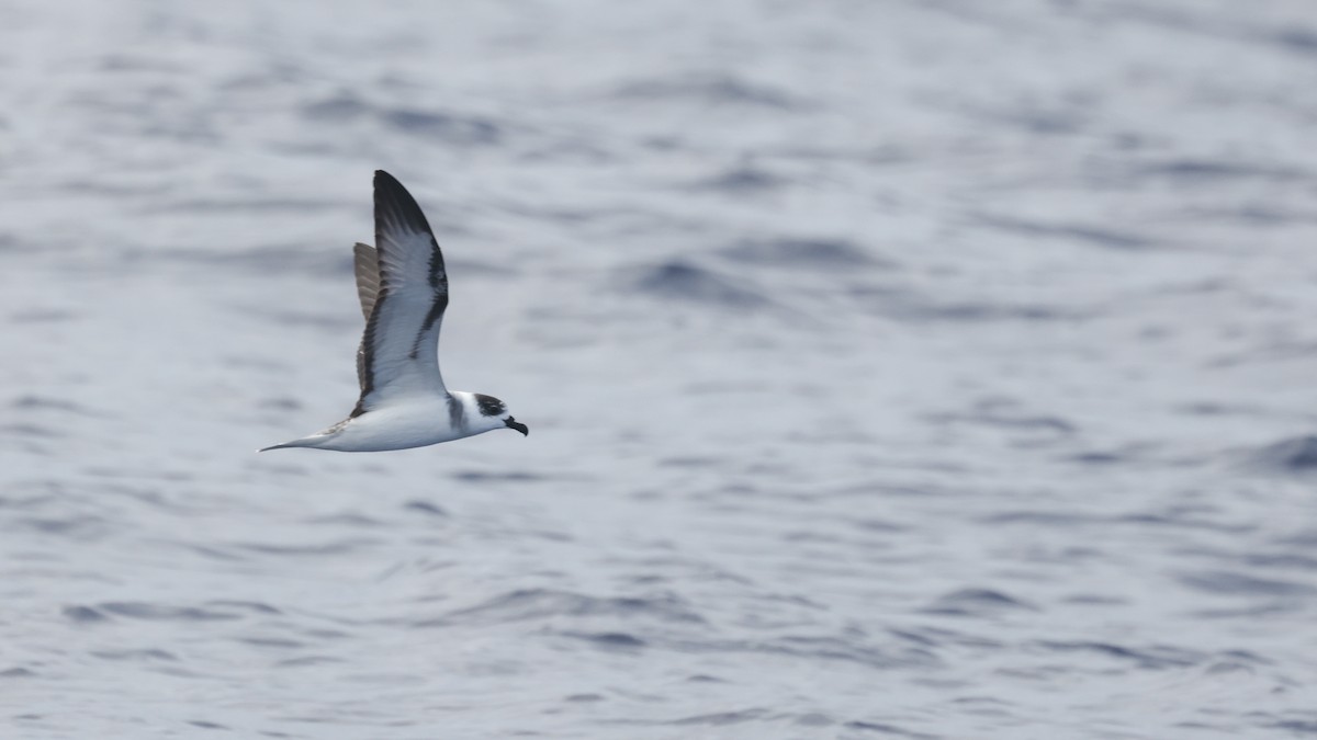 White-necked Petrel - ML632737021