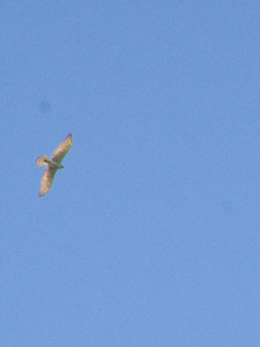 Gray-faced Buzzard - ML632737039