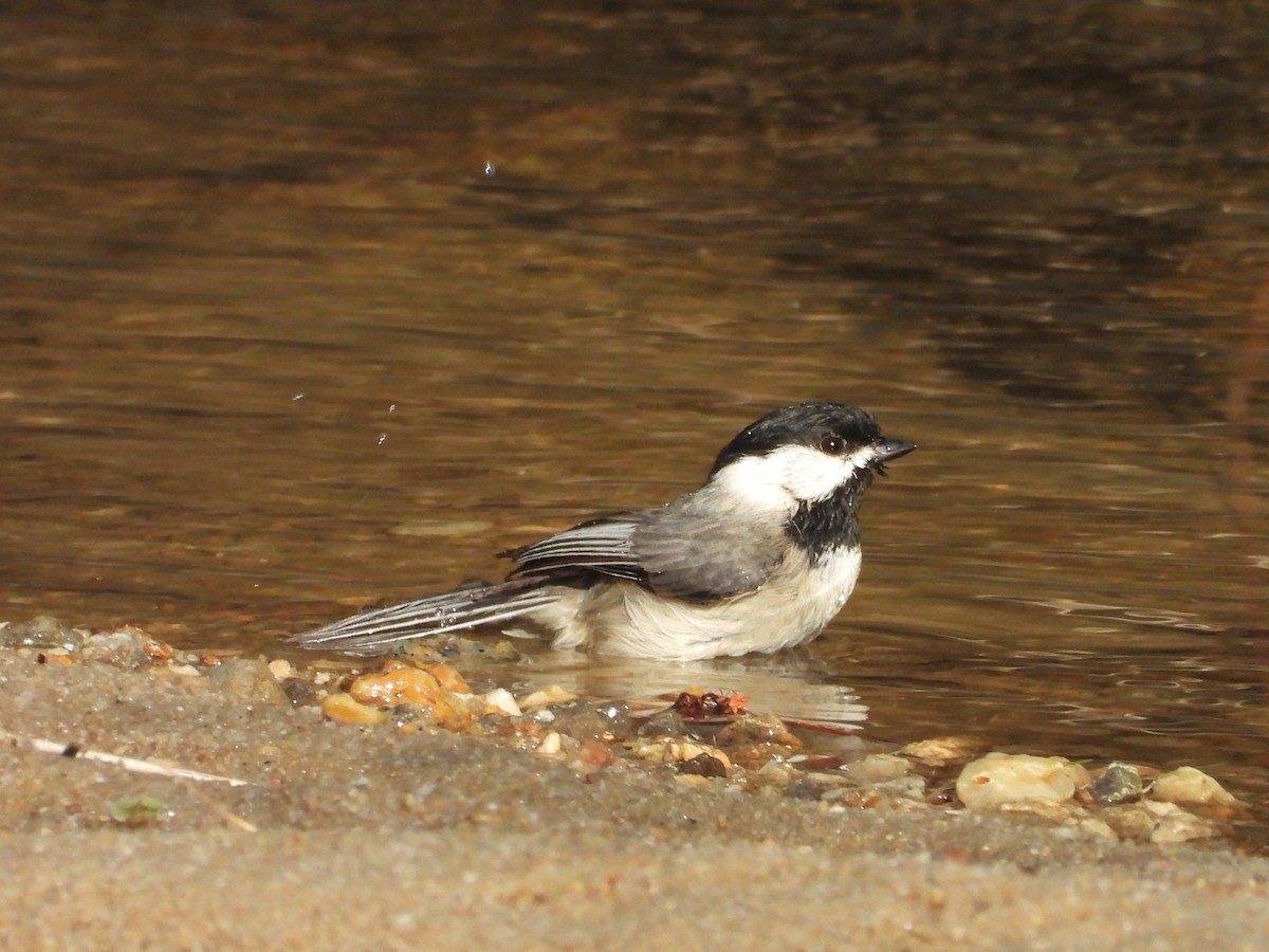 Carolina Chickadee - ML632737061