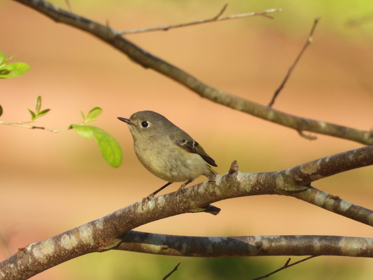 Ruby-crowned Kinglet - ML632737073