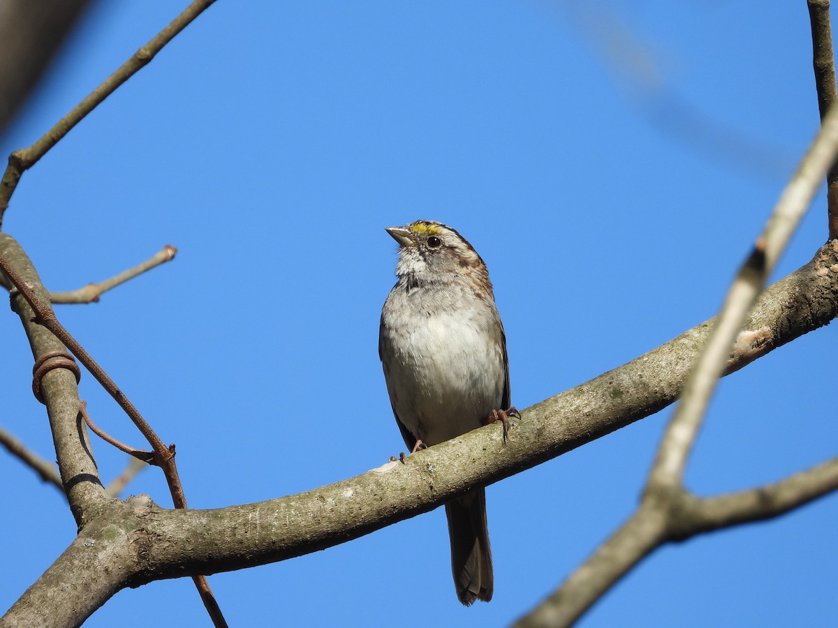 White-throated Sparrow - ML632737126