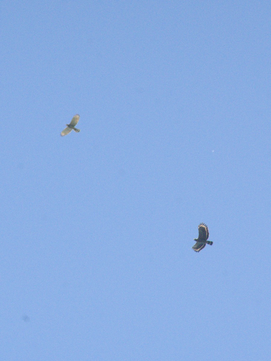 Gray-faced Buzzard - ML632737155