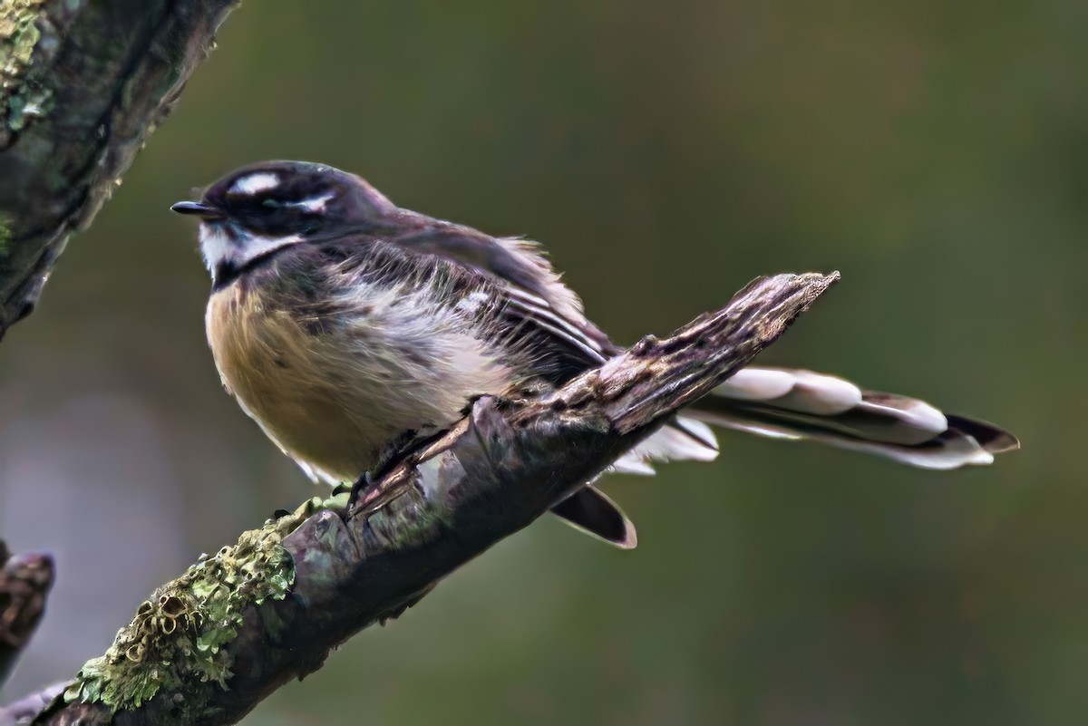 Gray Fantail - ML632737183