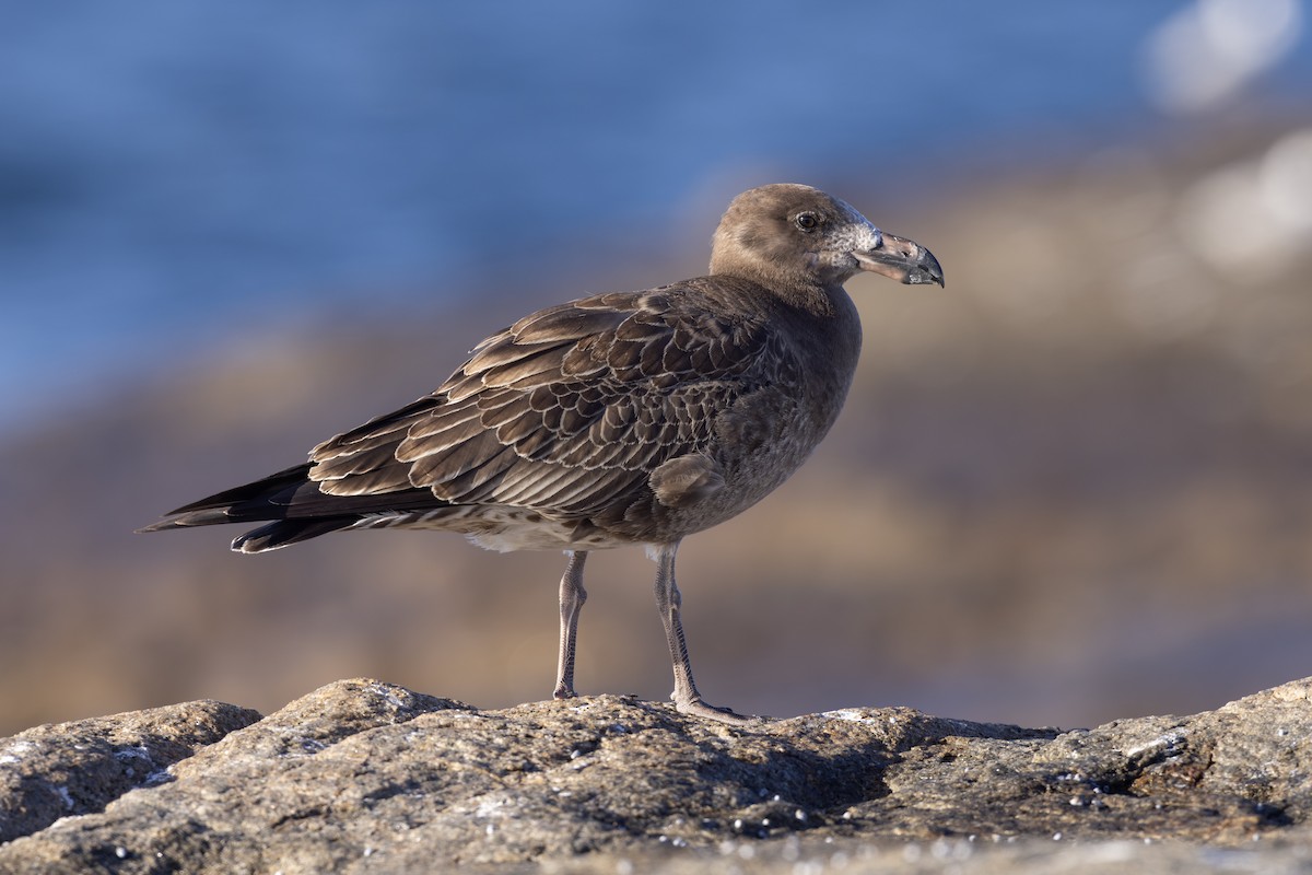 Pacific Gull - ML632737275