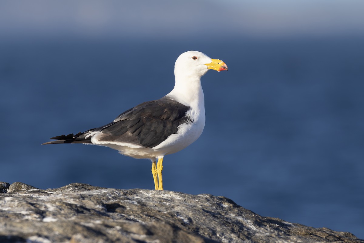 Pacific Gull - ML632737276