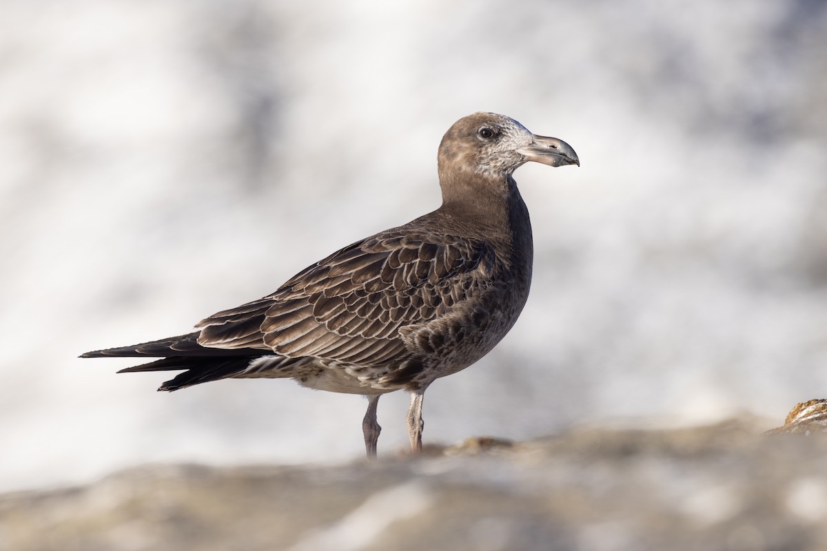 Pacific Gull - ML632737277