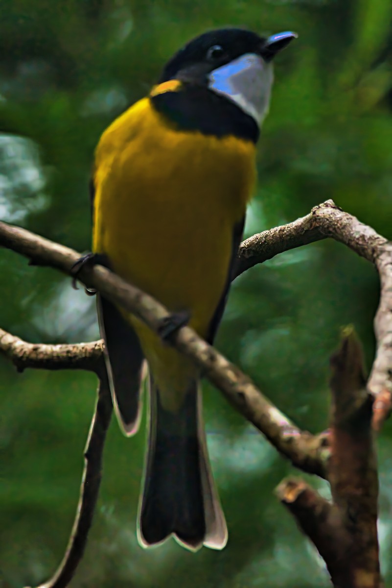 Golden Whistler (Eastern) - ML632737408