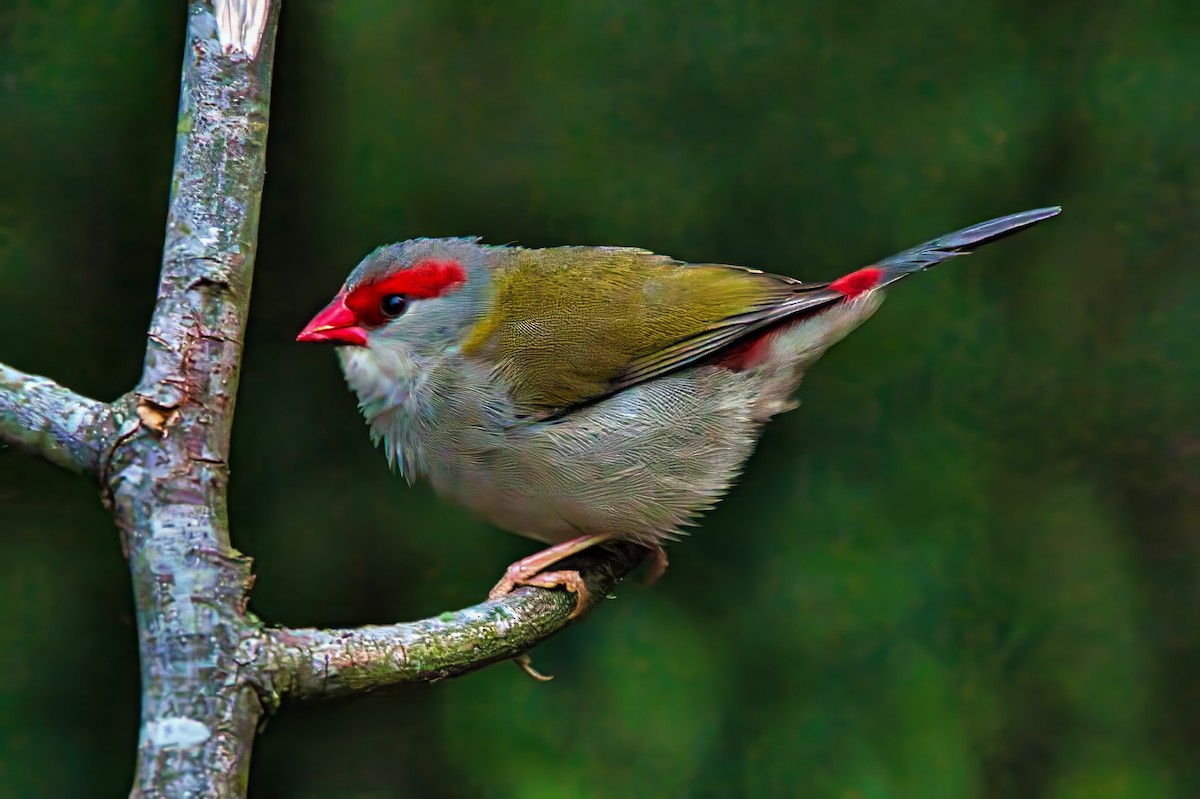 Red-browed Firetail - ML632737505