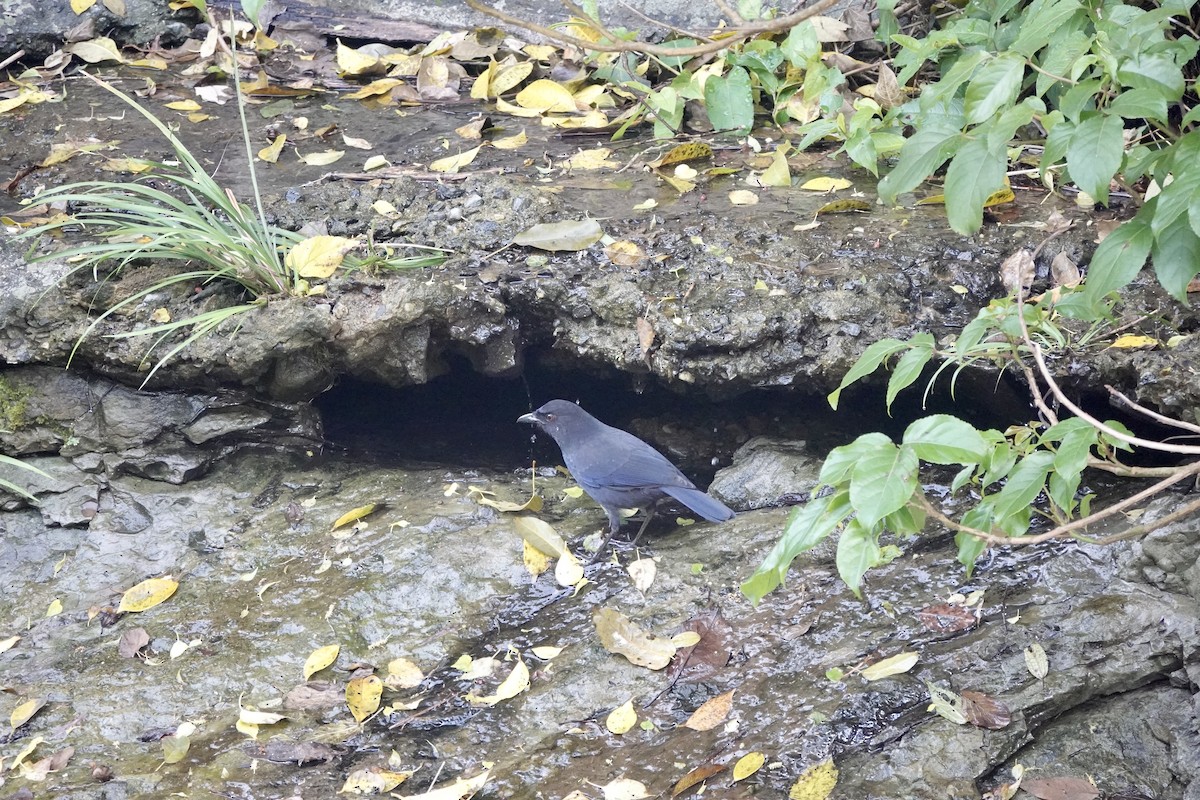 Taiwan Whistling-Thrush - ML632737528