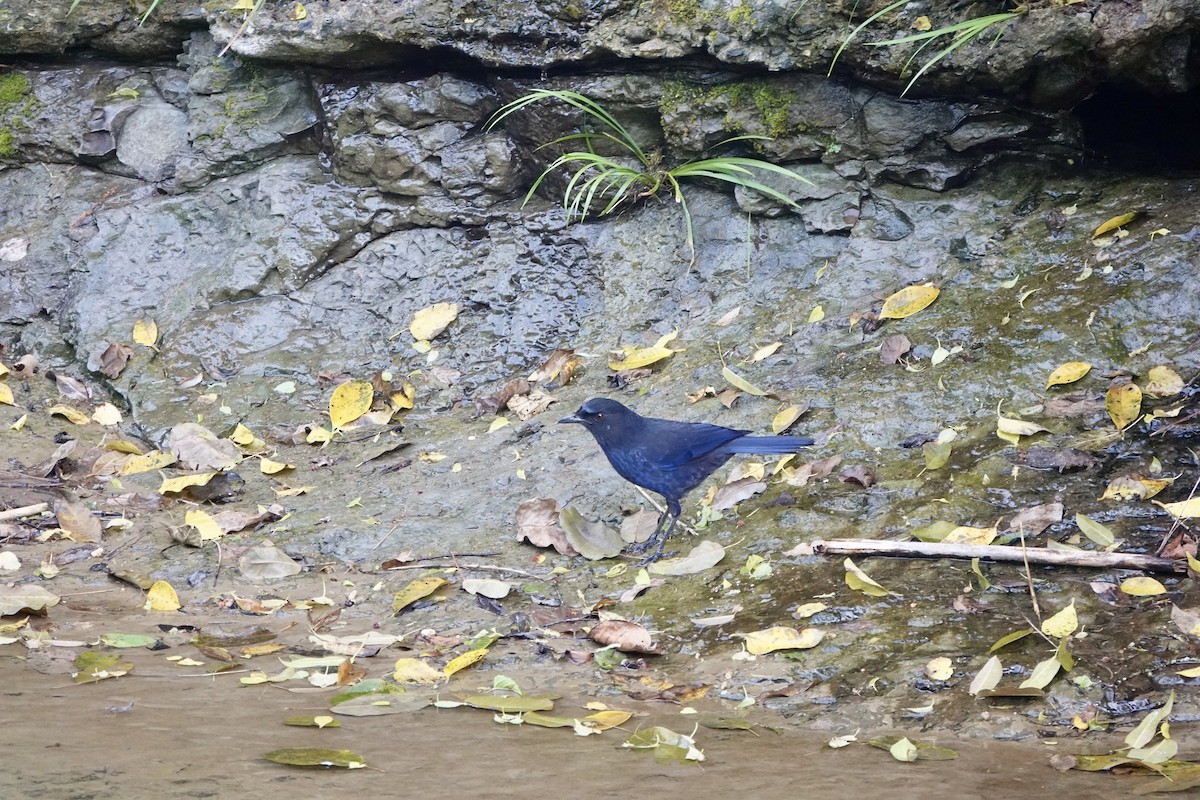 Taiwan Whistling-Thrush - ML632737529