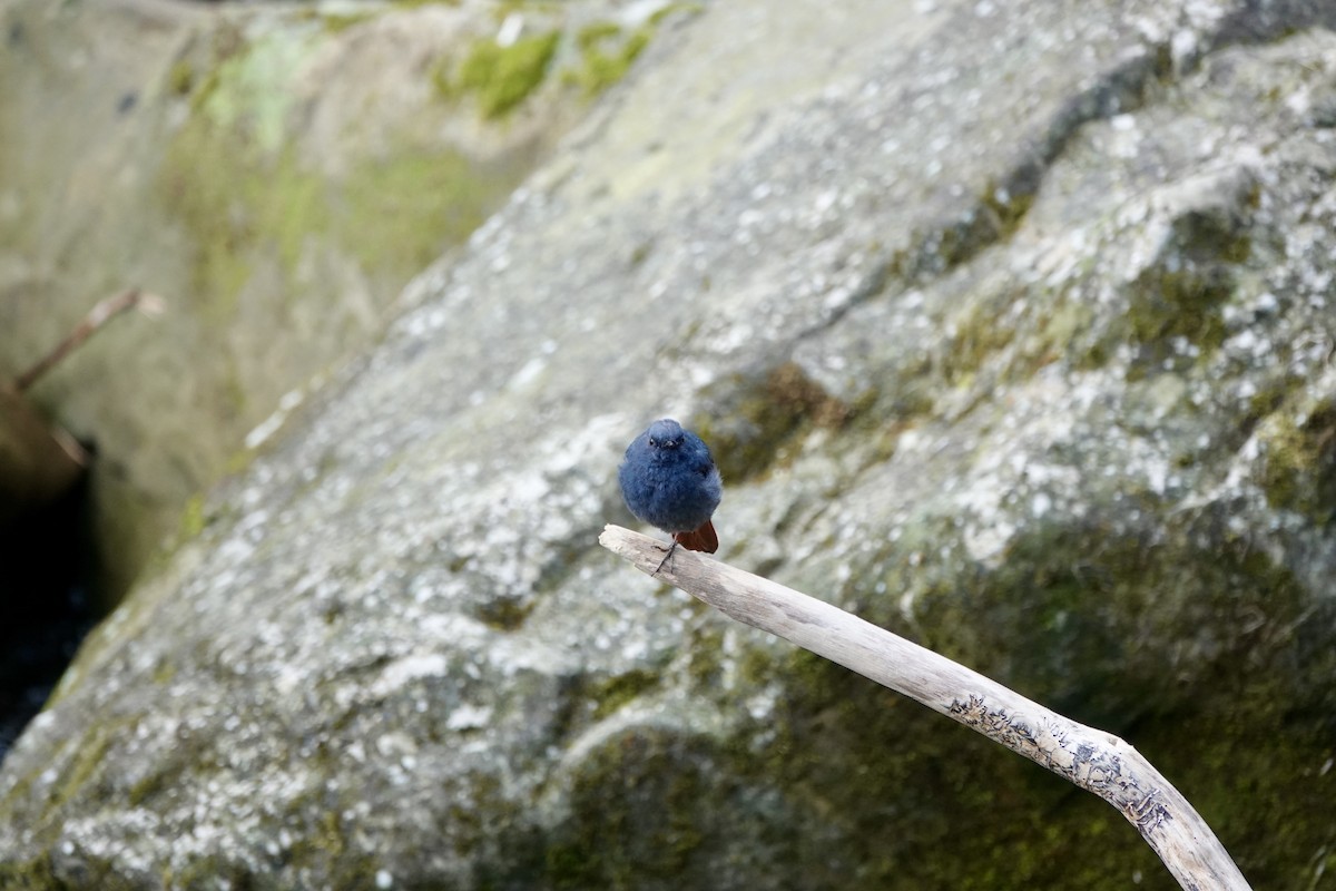 Plumbeous Redstart - ML632737536