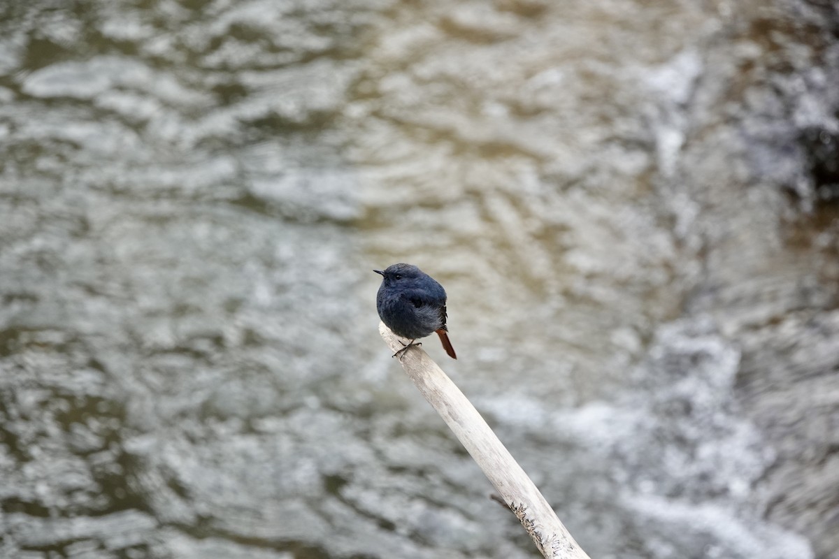 Plumbeous Redstart - ML632737537