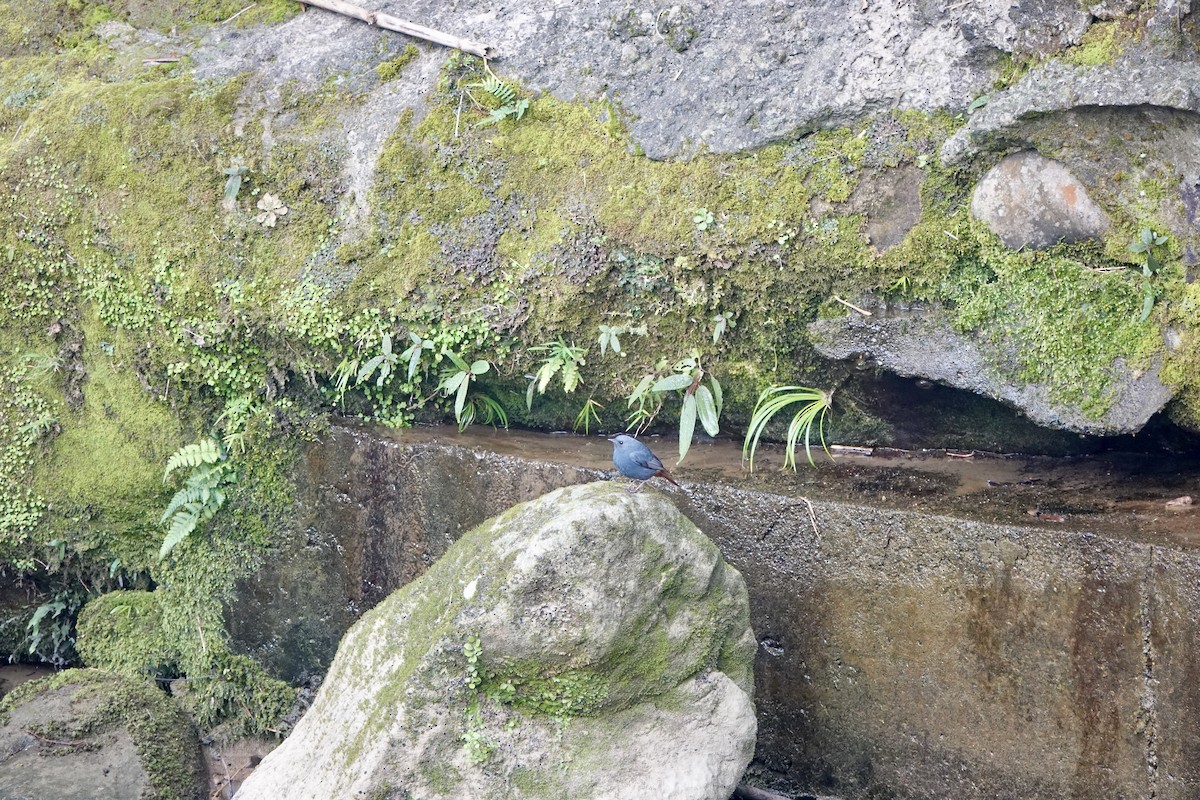 Plumbeous Redstart - ML632737538