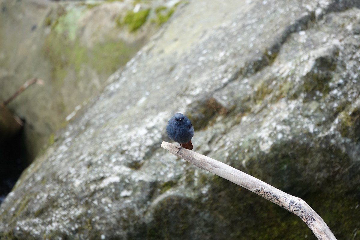 Plumbeous Redstart - ML632737539