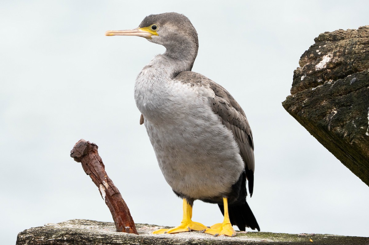 Spotted Shag - ML632737596
