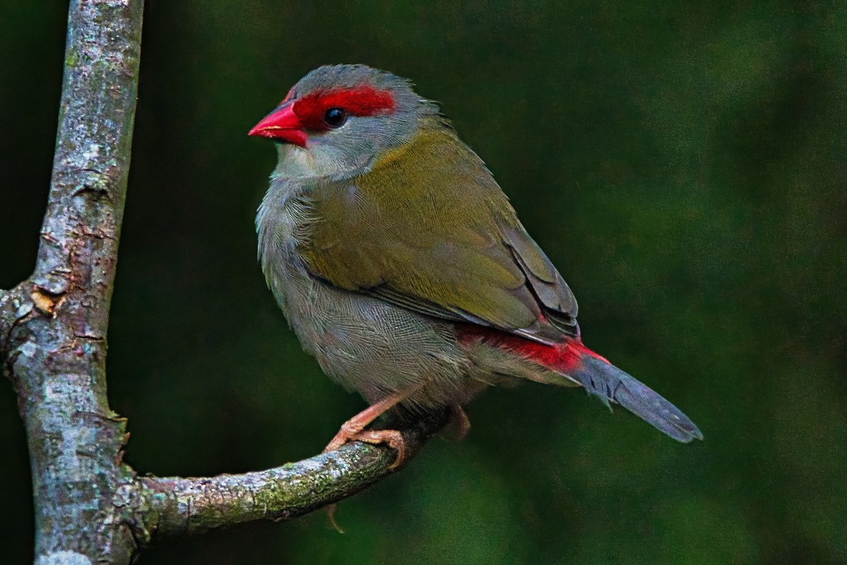 Red-browed Firetail - ML632737598