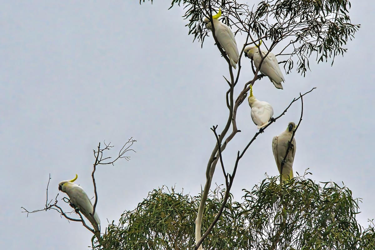 Sulphur-crested Cockatoo - ML632737697