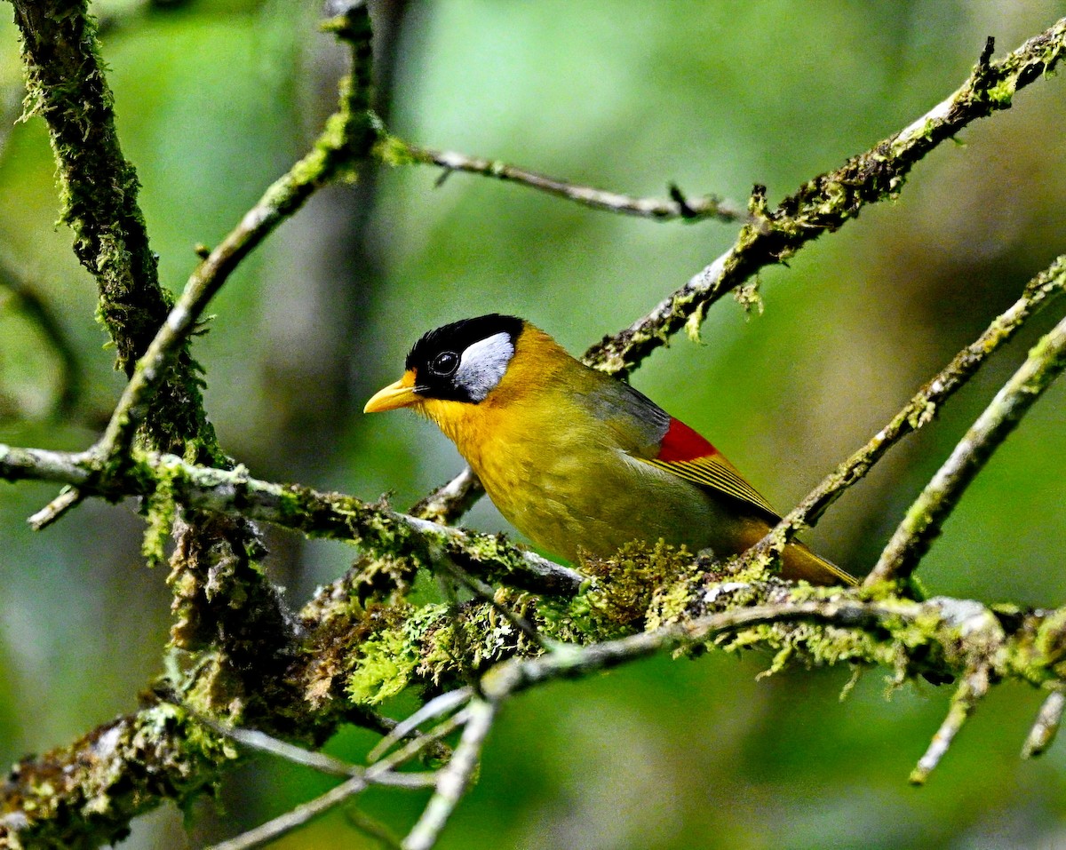 Silver-eared Mesia - ML632737753