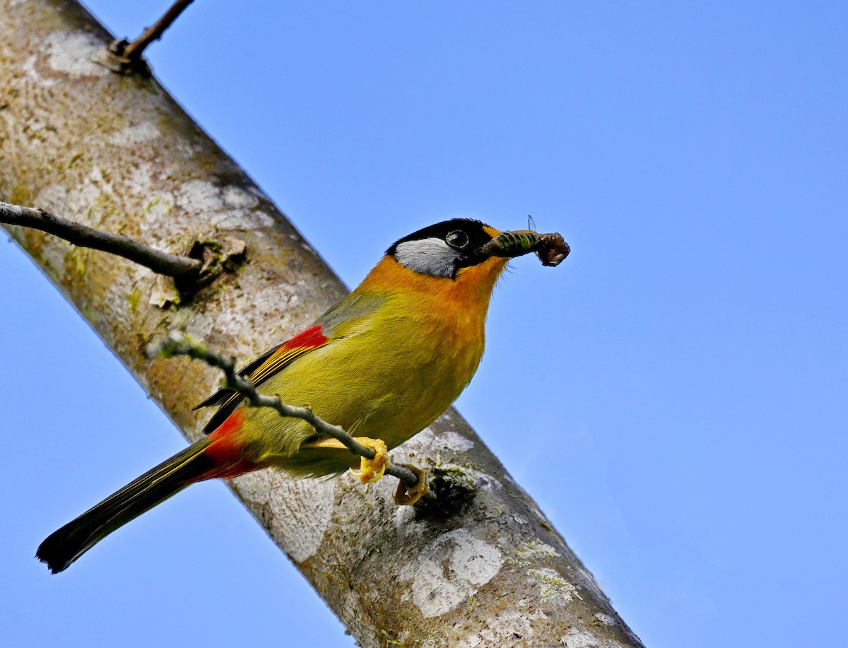 Silver-eared Mesia - ML632737754