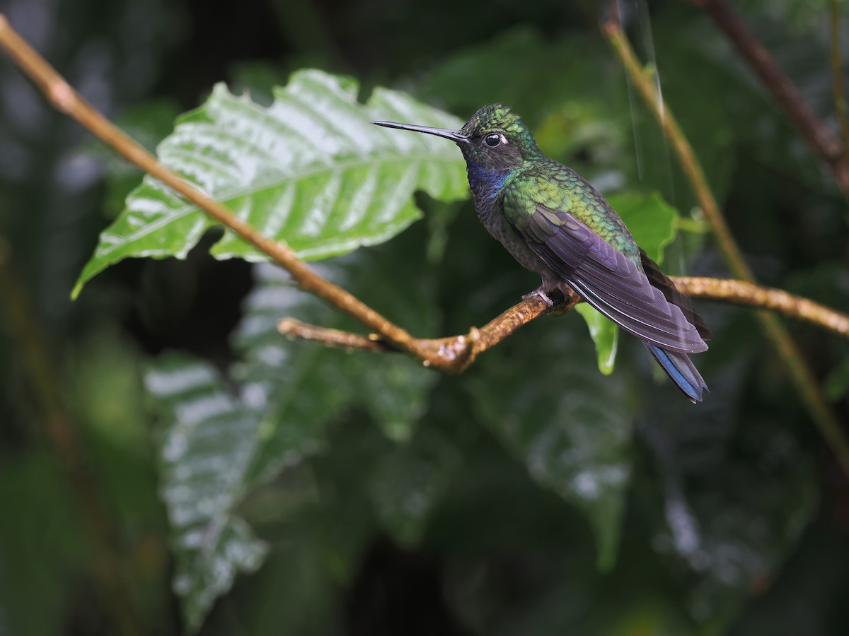 Napo Sabrewing - ML632737924
